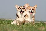 CORGI PEMBROKE 1235